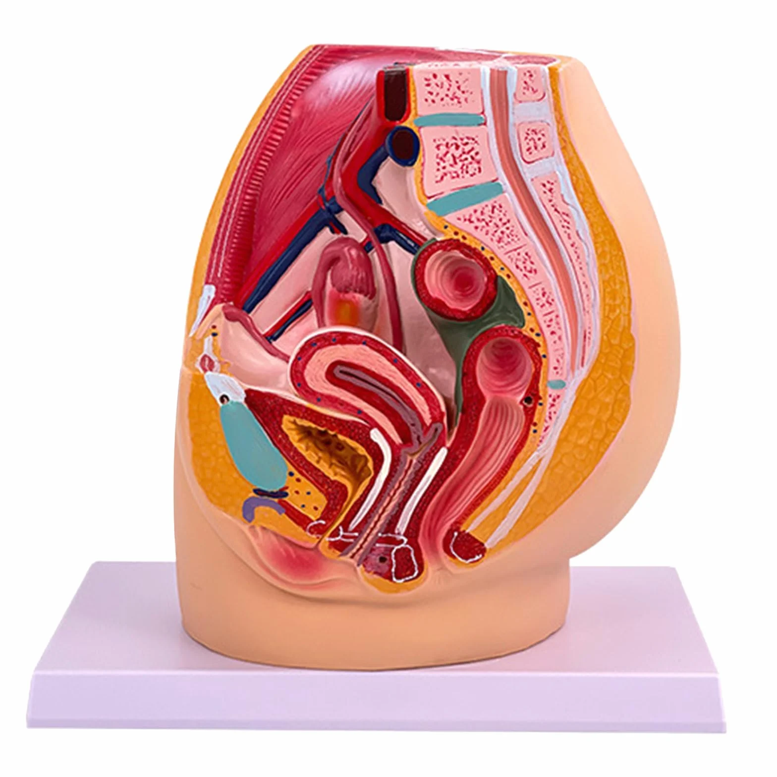 Modello anatomico di organo riproduttivo femminile per dimostrazione Cavità pelvica femminile Modello anatomico Strumento didattico in aula