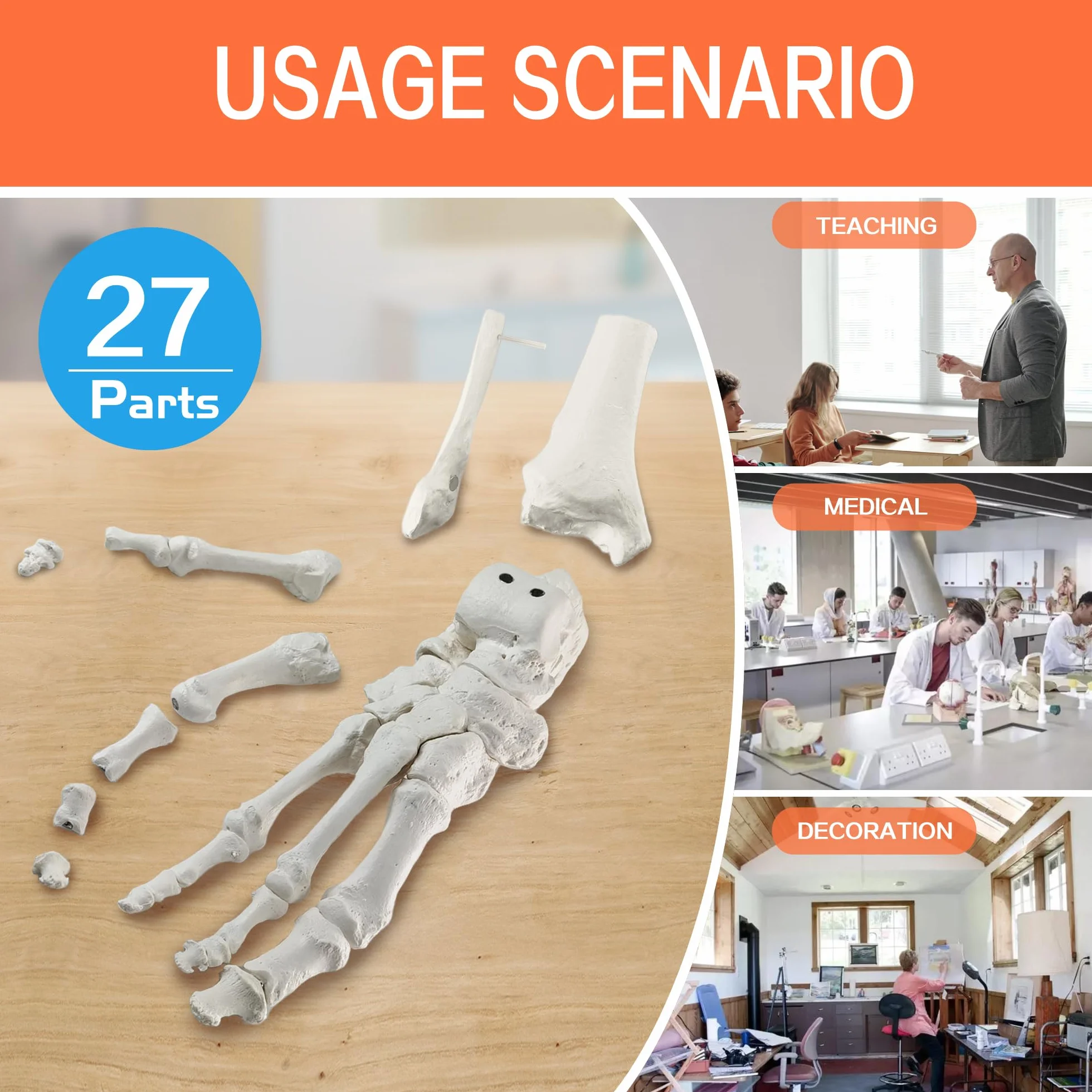 EVOTECH SCIENTIFIC Modello del piede del magnete, Modello anatomico del corpo umano, 2024